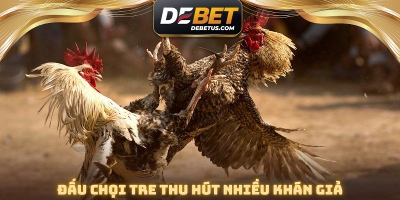 Đấu chọi tre thu hút nhiều khán giả